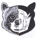 Black and white illustration of red panda - half with fur and half with skeletal system